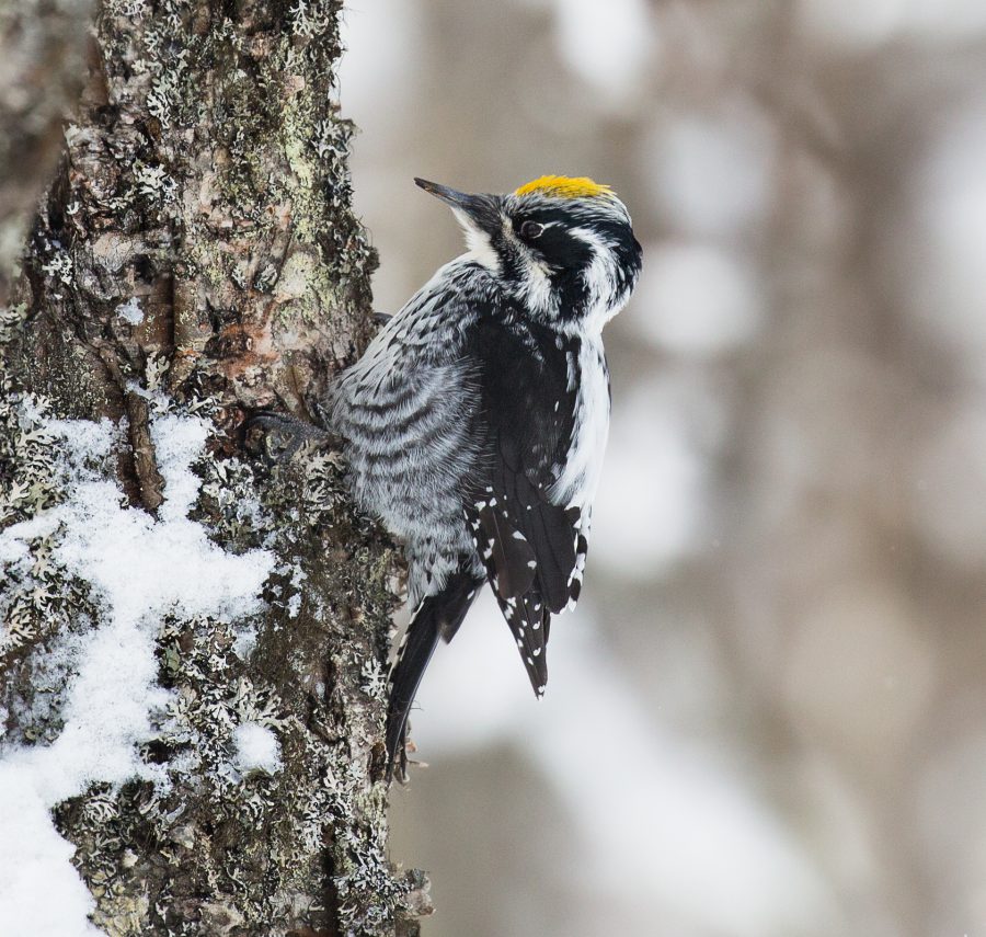 image title thumb image