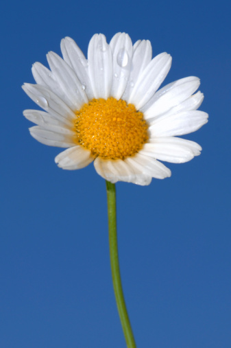 thumb image